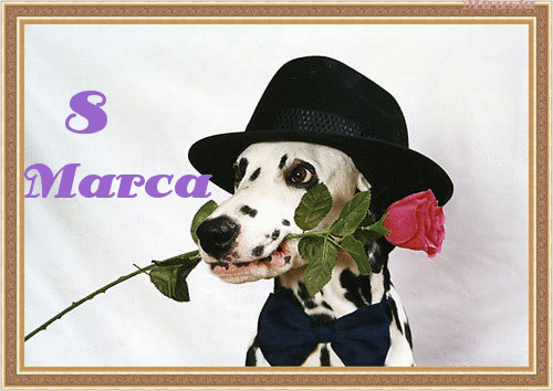 Dalmatyńczyk 8 marca